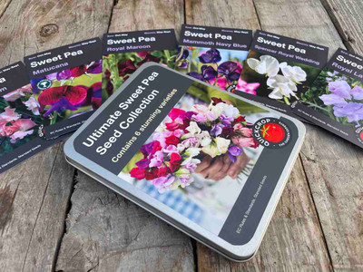 Ultimate Sweet Pea Seed Tin