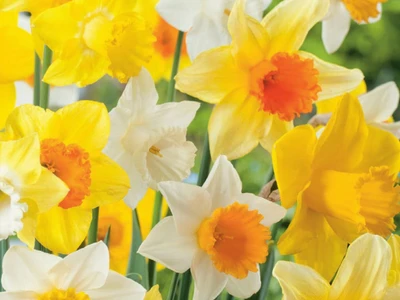 Daffodil Mix Pack - 100 Bulbs