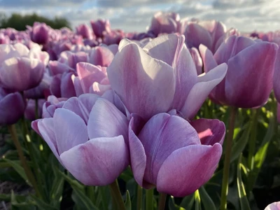 Tulip Single Late 'Blue Heaven' - 6 Bulbs