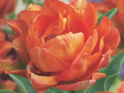 Tulip Double Late 'Orca' - 5 Bulbs