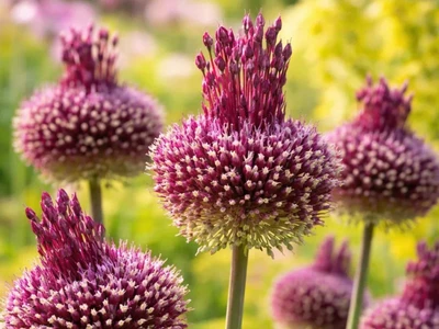 Allium 'Red Mohican' - 2 Bulbs