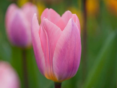 Tulip Darwin Hybrid 'Light & Dreamy' - 8 Bulbs