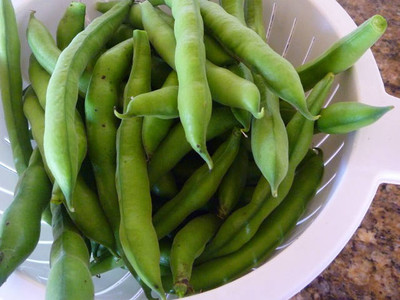 Witkeim Manita - Broad Bean