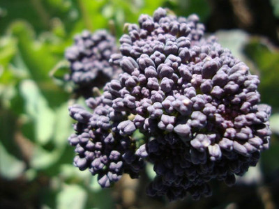 Broccoli, Summer Purple