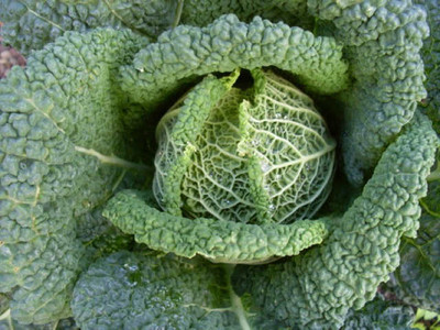 Cabbage, Savoy 'Vertus'