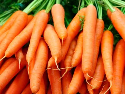 Carrot 'Autumn King'