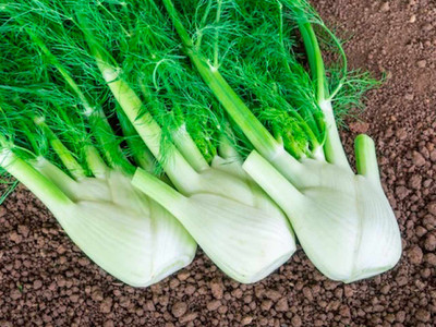 Florence Fennel 'Selma'