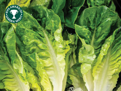 Lettuce, Cos 'Little Gem'
