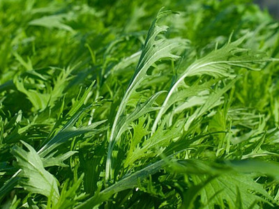 Asian Brassica 'Mizuna'