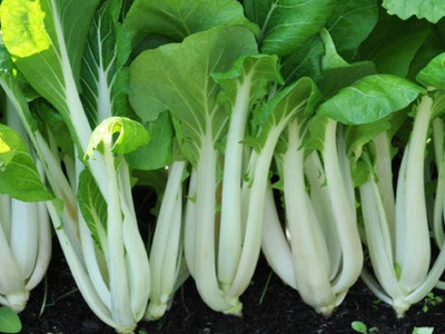 Pak Choi 'Karaoke' - Asian Brassica