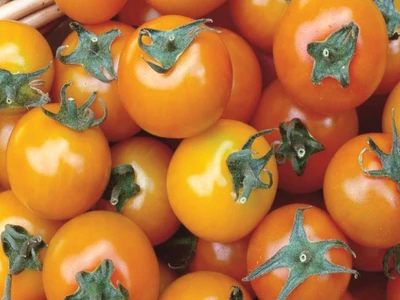 Cherry Tomato 'Sungold' F1