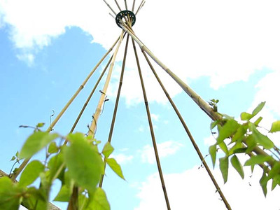 Bamboo Cane Packs For Plant Support