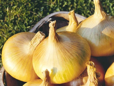 'Senshyu Yellow' Onion (Sets)
