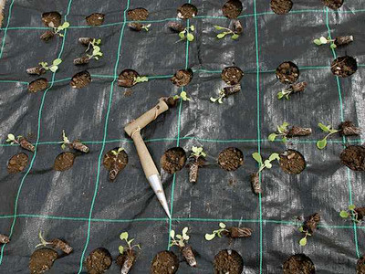 Gro Grid Planting Mat 'B' for Leeks, Beetroot, Garlic, Salads etc