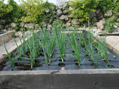 Gro Grid Planting Mat 'D' For Onions & Garlic