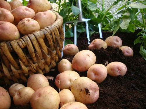 kerr pink variety of seed potatoes