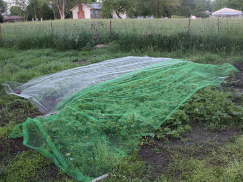 uv stabilized mesh netting for plant protection