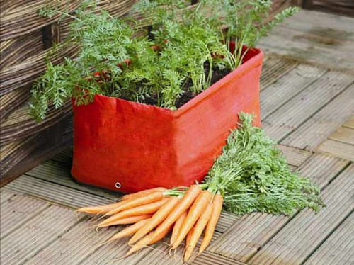 carrot growing kit for beginners