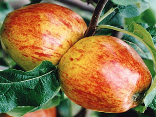 Irish apple trees