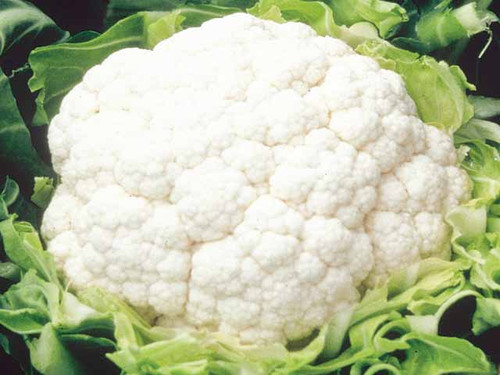 Salsmeet variety of cauliflower seeds