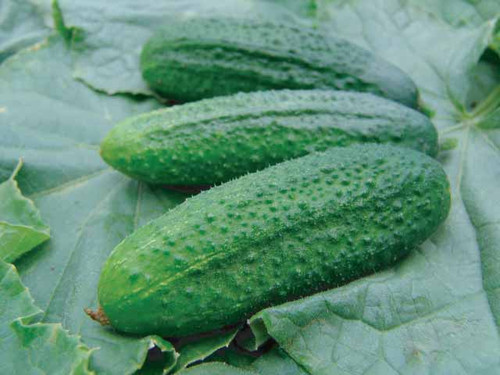 Partner F1 variety of Cucumber seeds