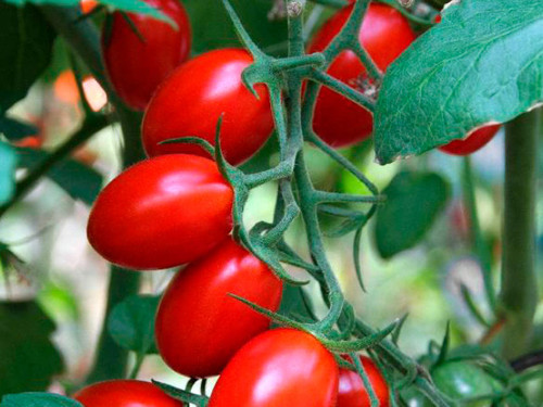 Red tomatoes in a small group with smooth skin, Modus variety