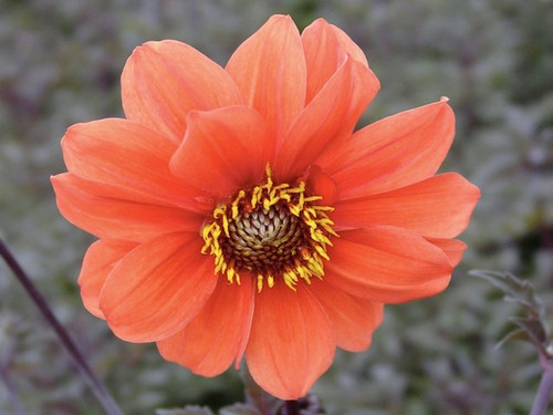 Dahlia bishop of oxford tubers online from quickcrop