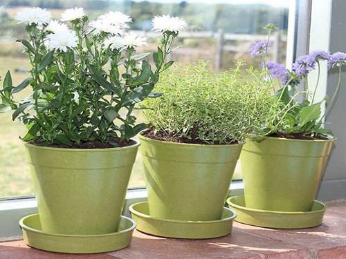 Biodegradable plant pots made from bamboo and rice