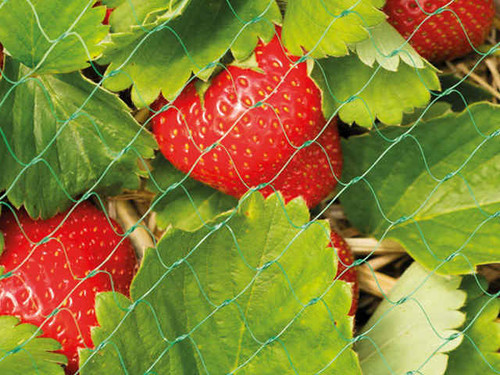 Protective fruit and crop netting from Gardman