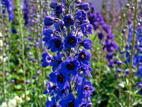 delphinium black night 9cm pots