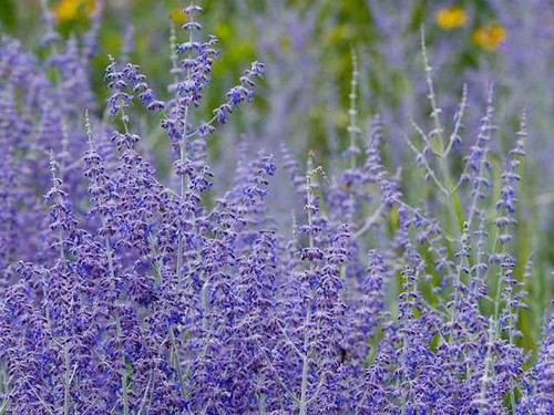 perovskia-blue-spire mail order plants