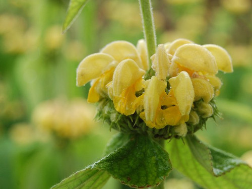 phlomis-russeliana-flower jerusalem sage