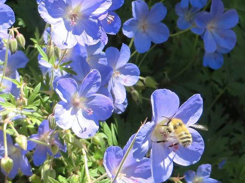 geranium-johnston-blue- plants online