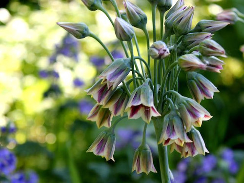 Allium 'Siculum Nectaroscordum' flower bulbs online