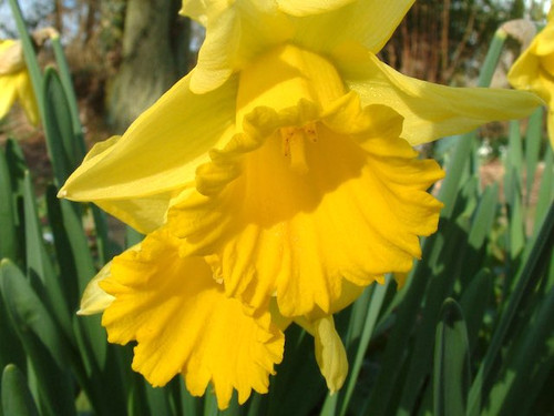 Daffodil 'Rijnvelds Early Sensation' spring flowering bulbs