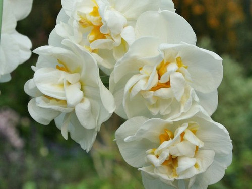 Daffodil 'Bridal Crown' bulbs for sale