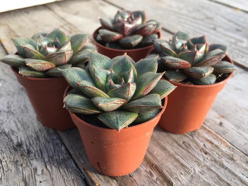 echeveria-purpusorum succulent plant pack