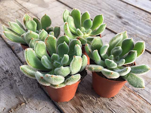 echeveria-rundelii succulent plants for sale