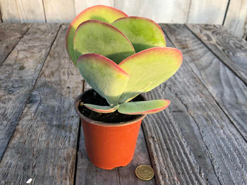 kalanchoe-thyrisflora 9cm pot