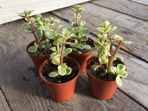 portulacaria-afra-variagata succulent plant packs