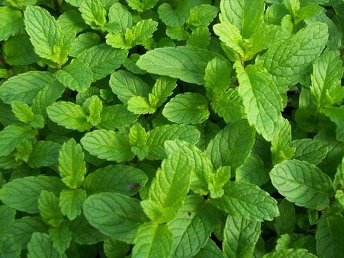 Mint is an aromatic perennial edible herb, one of the most widely grown & used of all herbs.  Approximately 750 seeds per pack.