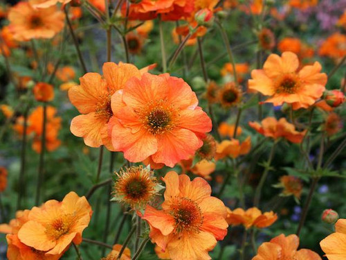 Geum 'Totally Tangerine' Plants for sale online.