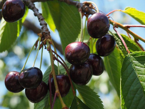 Sunburst Cherry Tree - bare root trees for sale