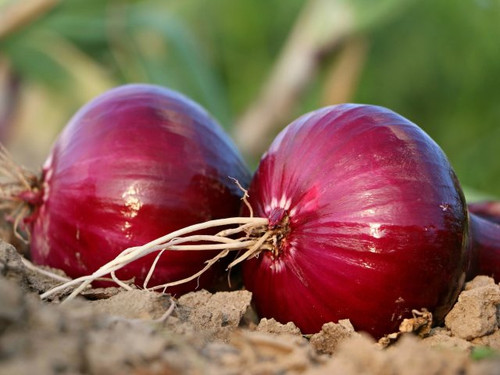 Onion Romy fully grown