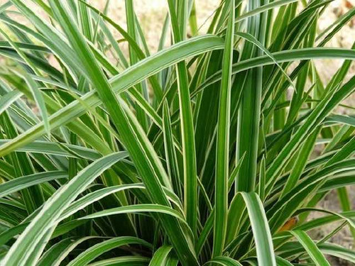 Carex Morrowii 'Ice Dance'