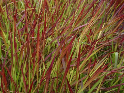 Imperata Cylindrica 'Red Baron'