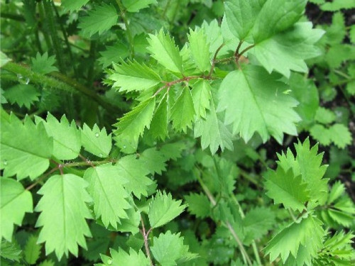 Salad Burnet