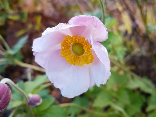 Anemone hyb. 'Königin Charlotte' pink  1