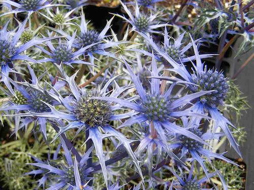 Eryngium bourgatti - Sea Holly 1