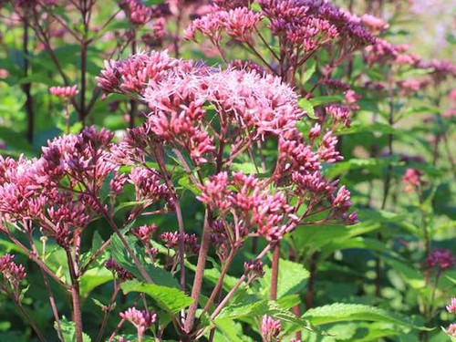 Eupatorium mac. ‘Atropurpureum’ (Joe Pye Weed) 1